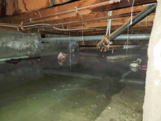 Best Flood restoration services  in Portland, IN