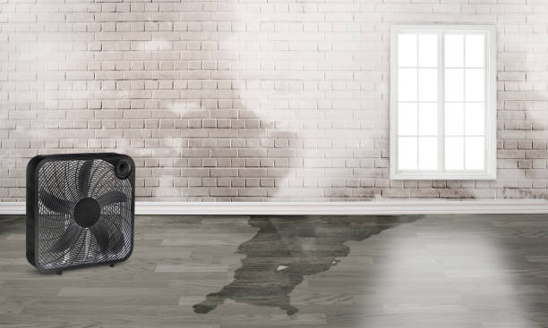 Best Mold removal after water damage  in Portland, IN